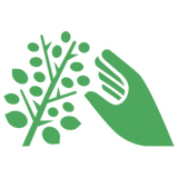 Hand-Plucked